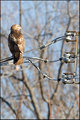 Redtail Hawk (3)