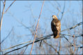 Redtail Hawk (4)