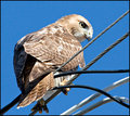 Redtail Hawk (5)