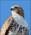 Redtail Hawk (6)