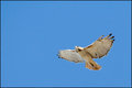 Soaring Redtail Hawk (3)
