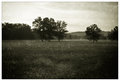 Morning in the Meadow