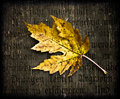 Autumn's Poem