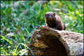 Mongoose