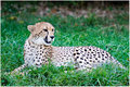 Cheetah