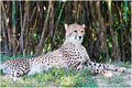 Lazy Cheetah 
