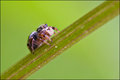 Crawling