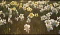 Sunset in the flowers