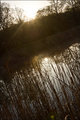 Sunrise in the reeds