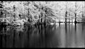 IR Reflections