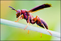 Wasp
