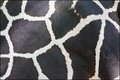 Giraffe Pattern