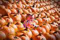 Eve Pumkin 2.jpg