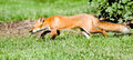 On the Hunt