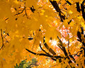 Autumn's Glory