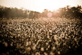 Sunrise in the Meadow