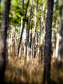 The forest and the trees
