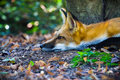 Redfox