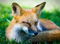 Red Fox