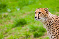 Watchful
