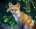 Fox