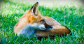 Little red fox