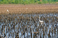 Heron