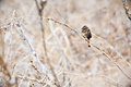 Winter Perch