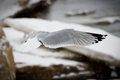Wing