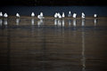 Gulls