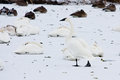 Whistling Swan