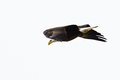 BaldEagle in Flight