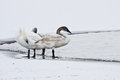 Swans