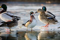 Ducks