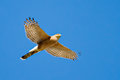 Coopers Hawk