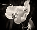 Orchid