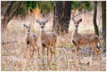 Watchful Eyes