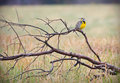 Meadow Lark