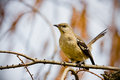 Mockingbird