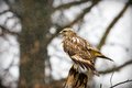 Redtail 