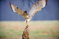 Leaving her perch