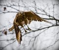 Redtail 