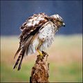 Redtail 
