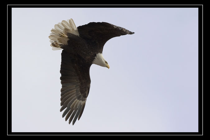 In Flight