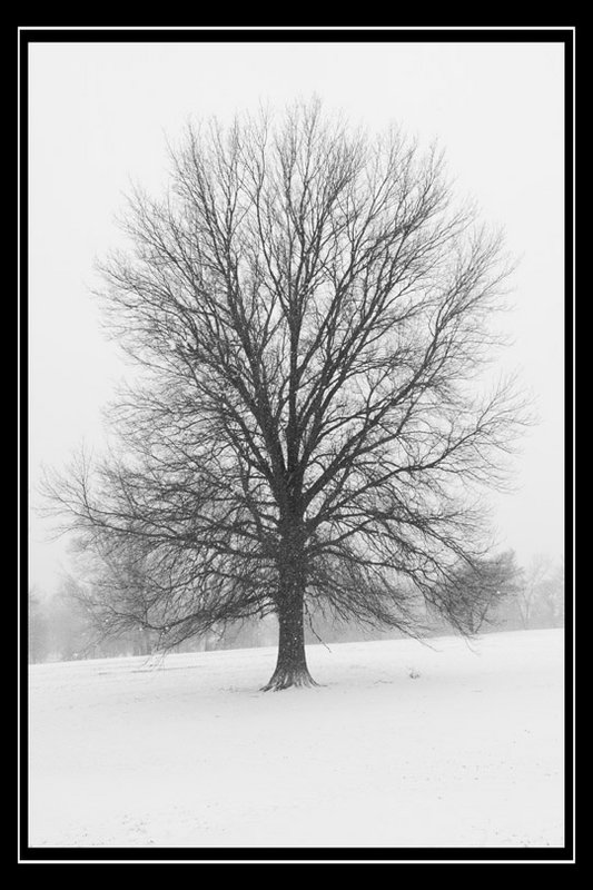 Alone in the Snow Storm