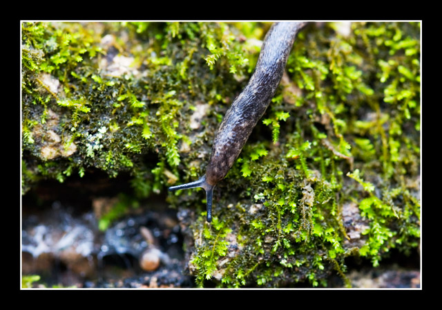 Slither