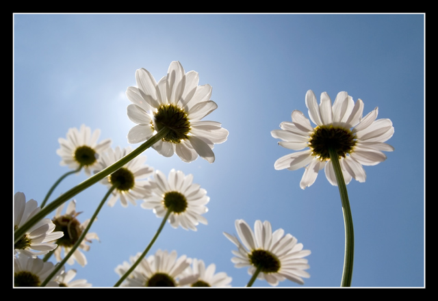 Daisy Eclipse