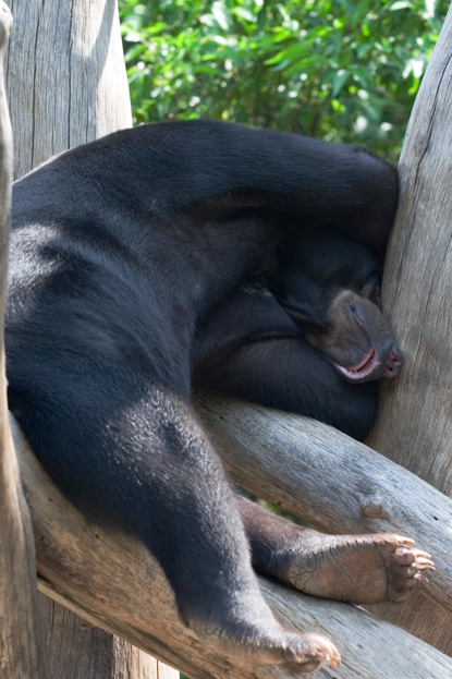 Hung Over