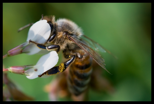 Bee 4