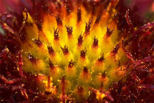 Color Burst